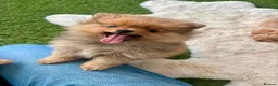 Pomeranian dogs for sale: STUNNING POMERANIAN PUPPYS  in Blackpool - Advert 1