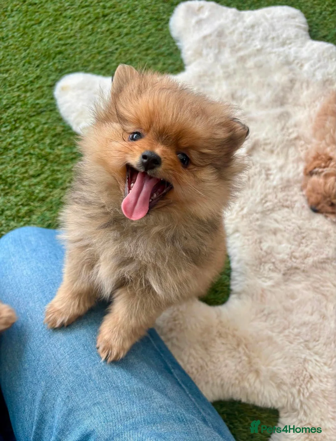 Pomeranian dogs for sale: STUNNING POMERANIAN PUPPYS  in Blackpool - Advert 1