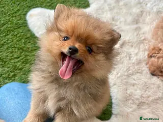 Pomeranian dogs STUNNING POMERANIAN PUPPYS - Advert 4