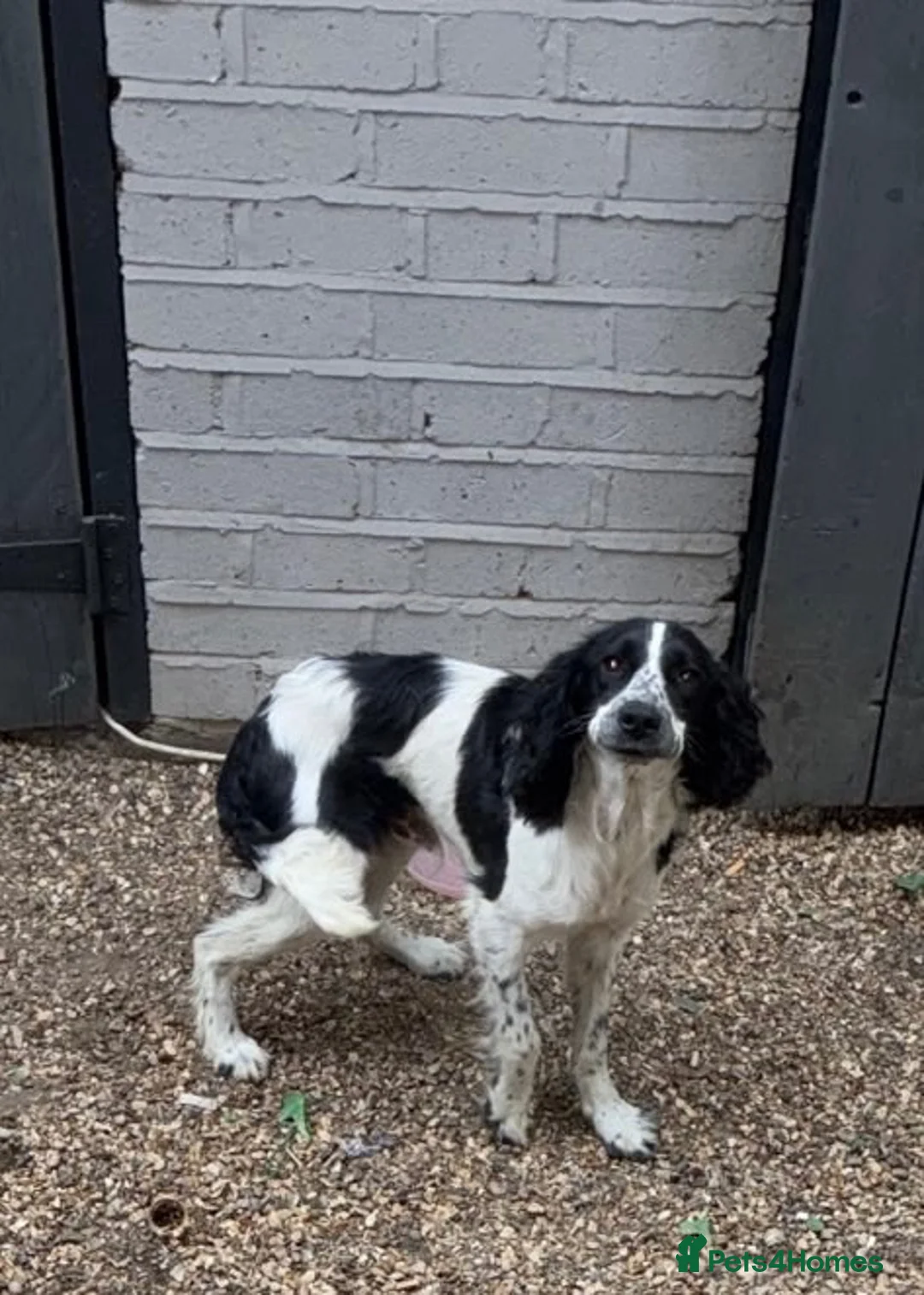 Cocker Spaniel dogs for sale: Cocker spaniel boy in West Drayton - Advert 2
