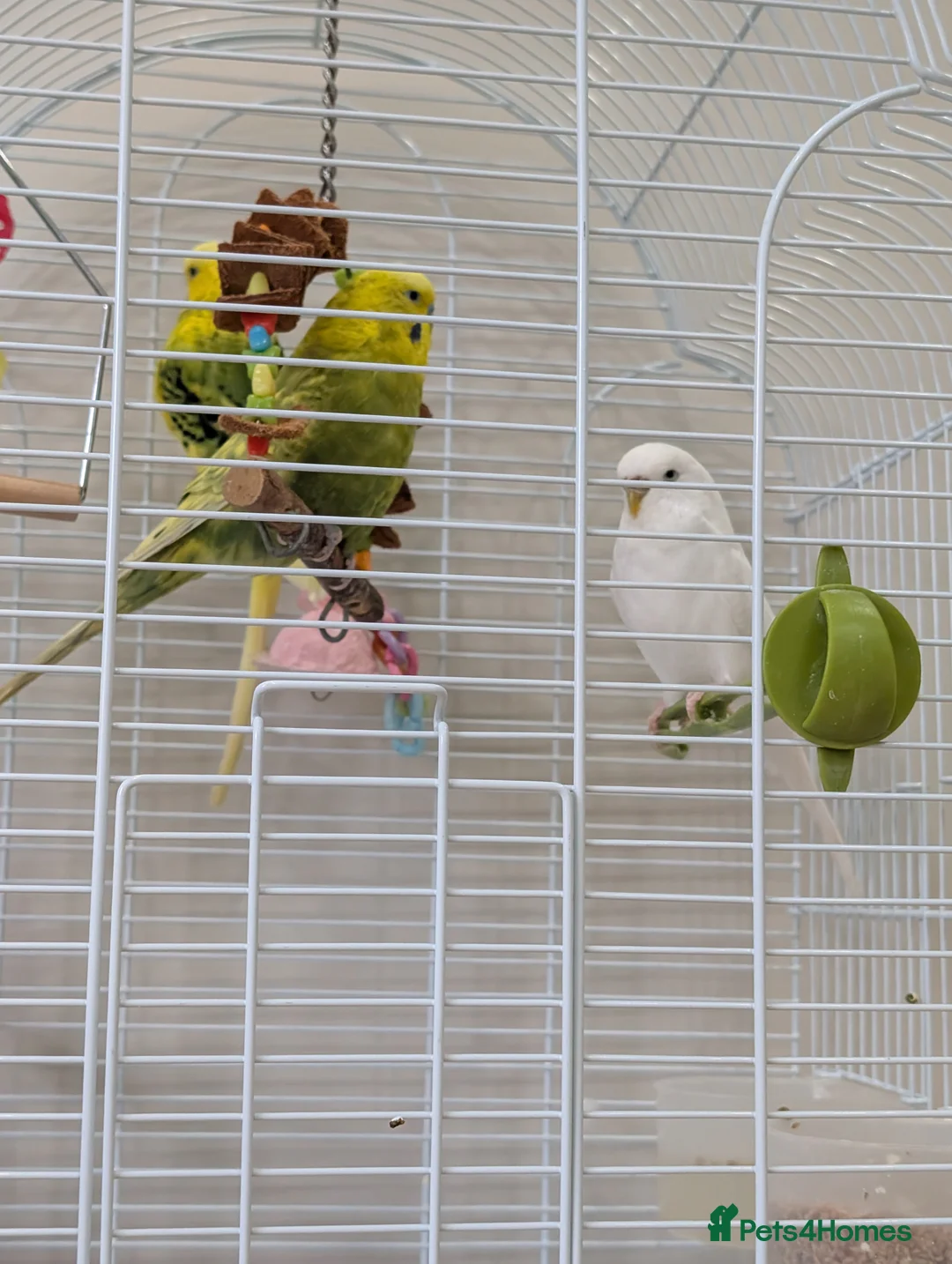 Budgerigars birds for sale: Budgies - Advert 2