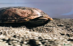 Turtle reptiles for sale: 🐢 Friendly lifelong friend 🐢 - Image 5