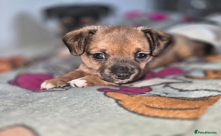 Mixed Breed dogs - Advert 14