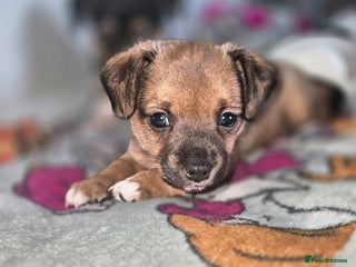 Mixed Breed dogs - Advert 1