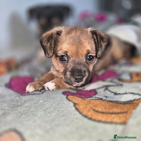 Mixed Breed dogs - Advert 14