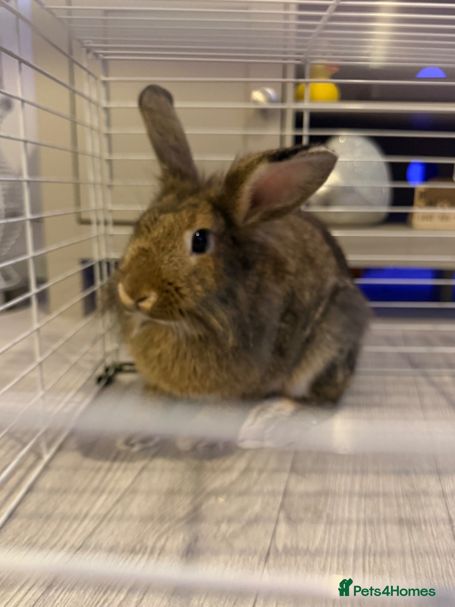 Mixed Breed rabbits Mixed breed rabbit  - Advert 6