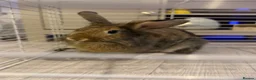 Mixed Breed rabbits for sale: Mixed breed rabbit  in Doncaster - Advert 1
