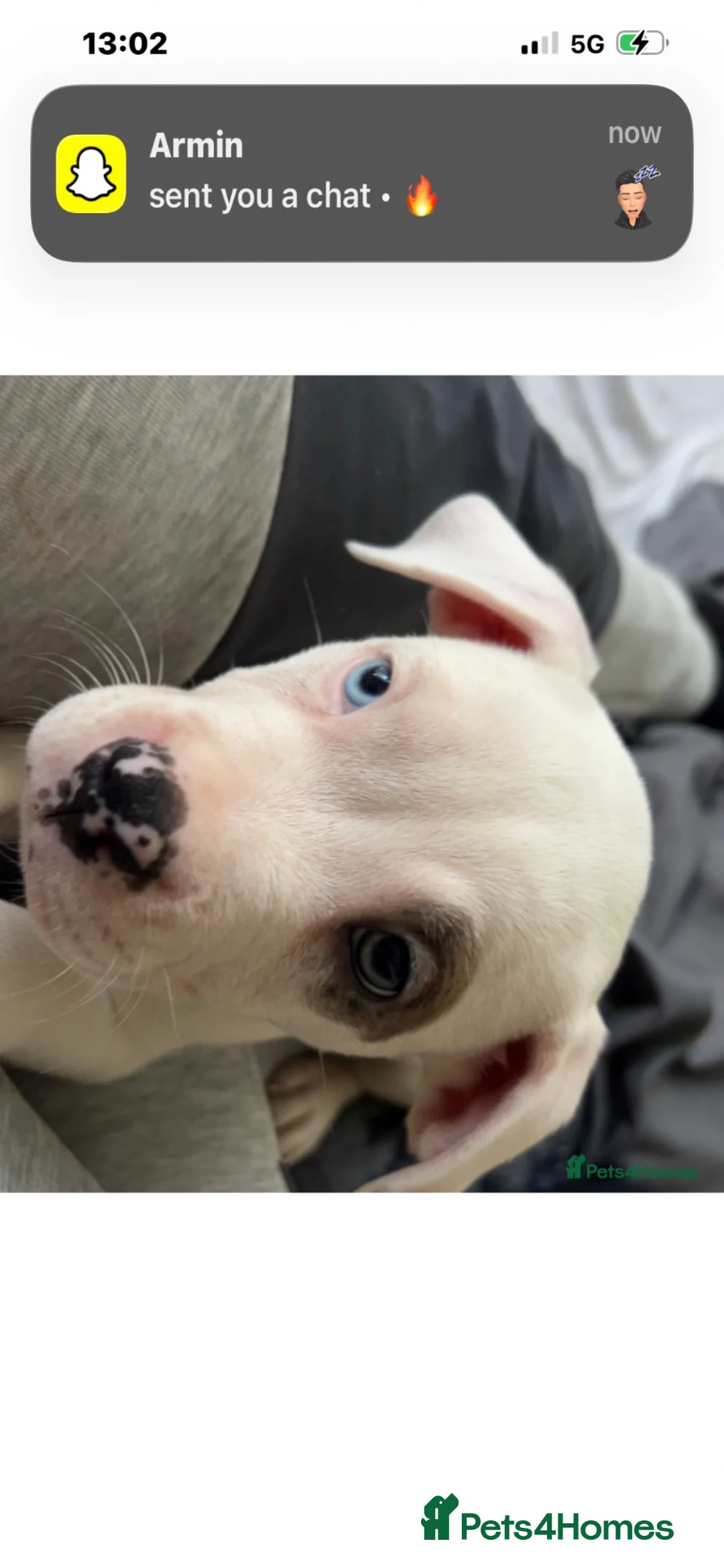 American Bully dogs for sale: Male  - Advert 2