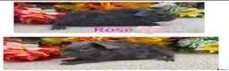 Guinea Pig rodents for sale: Pedigree Lunkarya/Blue/ Dalmation Guinea pigs  - Advert 7