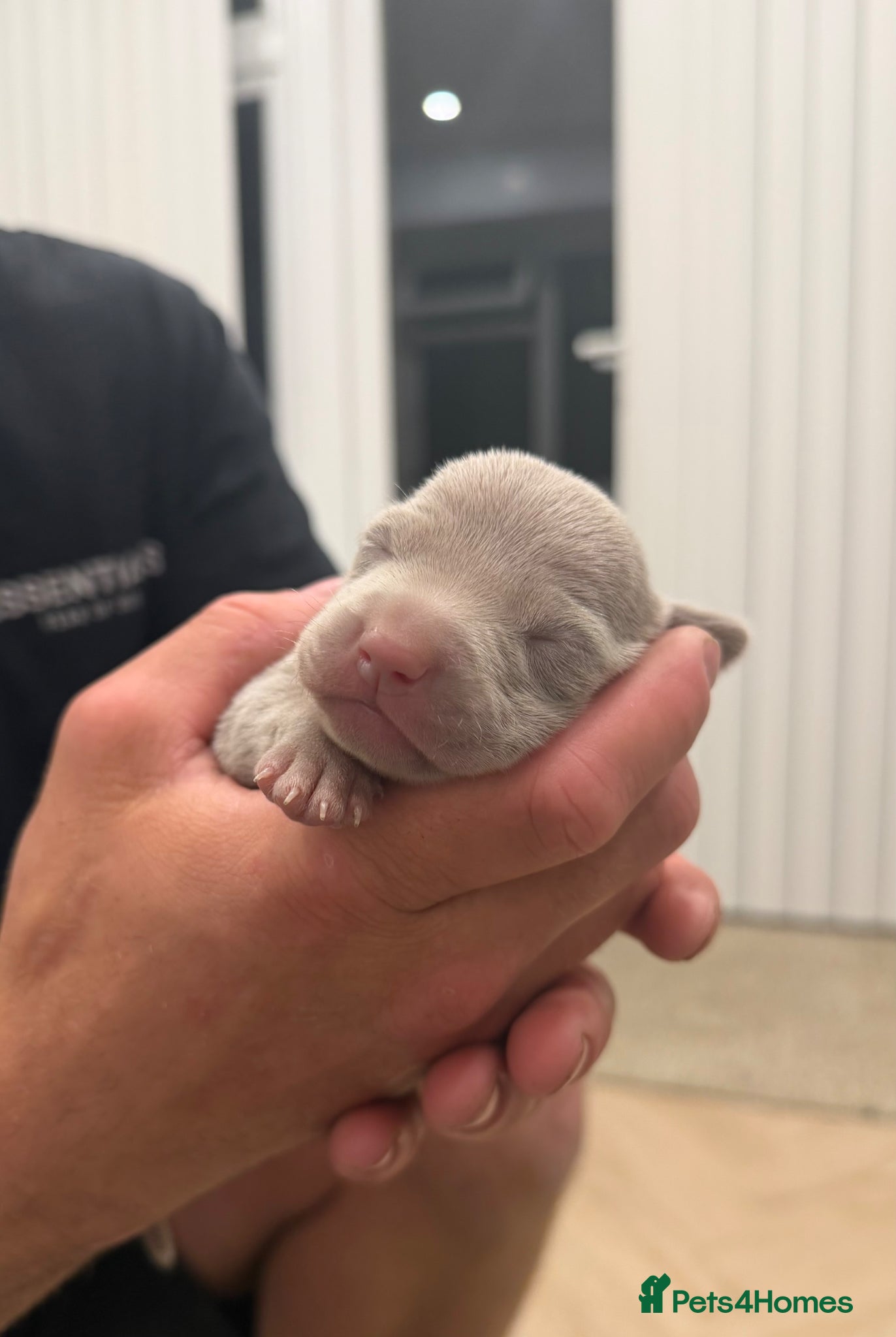 Weimaraner dogs Weimaraner Puppies, 1 girl & 2 boys  - Advert 1