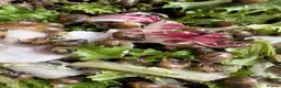 Snails invertebrates for sale: African snail babies  - Advert 7