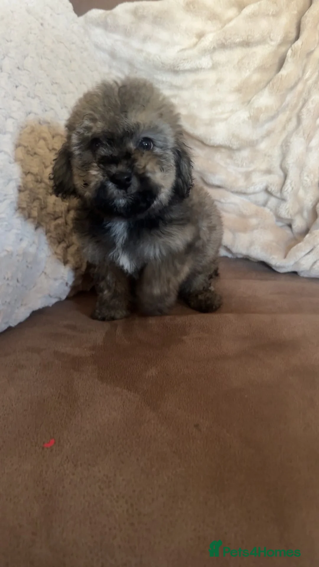 Poochon dogs for sale: Beautiful poochons for sale  - Advert 2