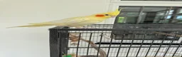 Cockatiels birds for sale: Yellow cockatiel for sale, 6 years old, male - Advert 3