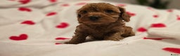 Toy Poodle dogs for stud: Proven red toy poodle For stud  ( Health tested )  in Rotherham - Advert 8