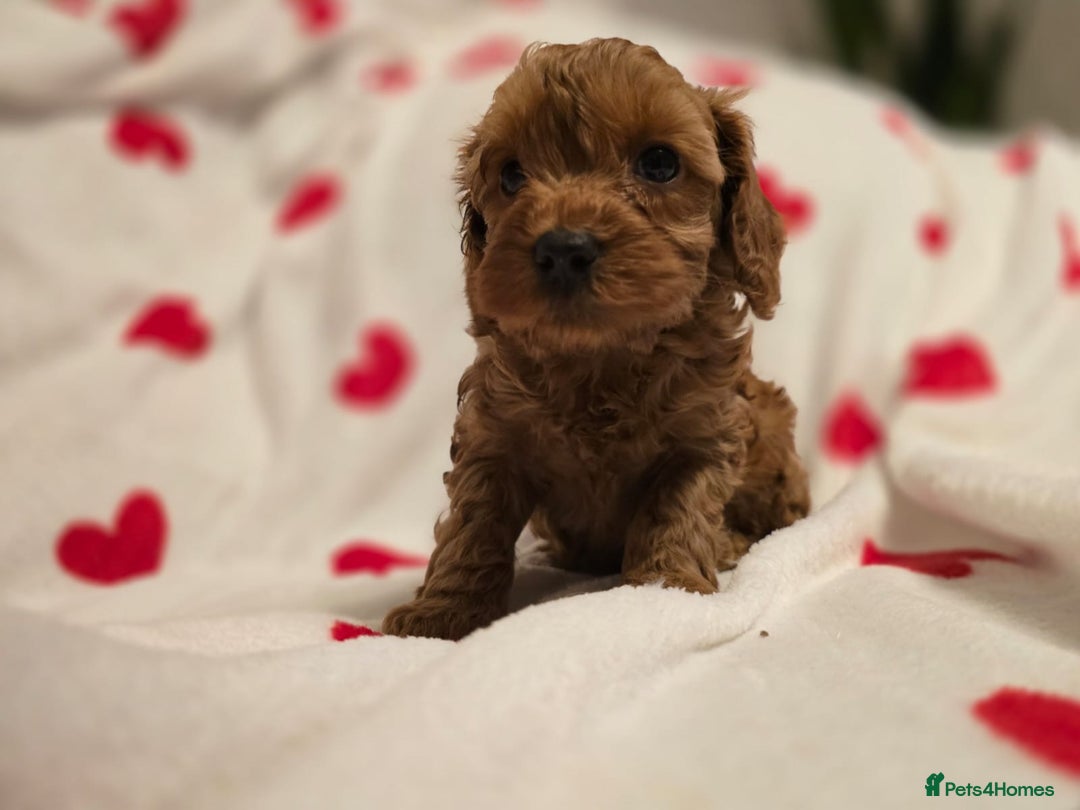 Toy Poodle dogs for stud: Proven red toy poodle For stud  ( Health tested )  in Rotherham - Image 8