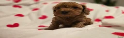 Toy Poodle dogs for stud: Proven red toy poodle For stud  ( Health tested )  in Rotherham - Advert 9