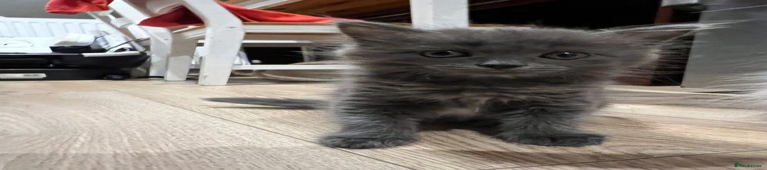 Mixed Breed Kitten 2