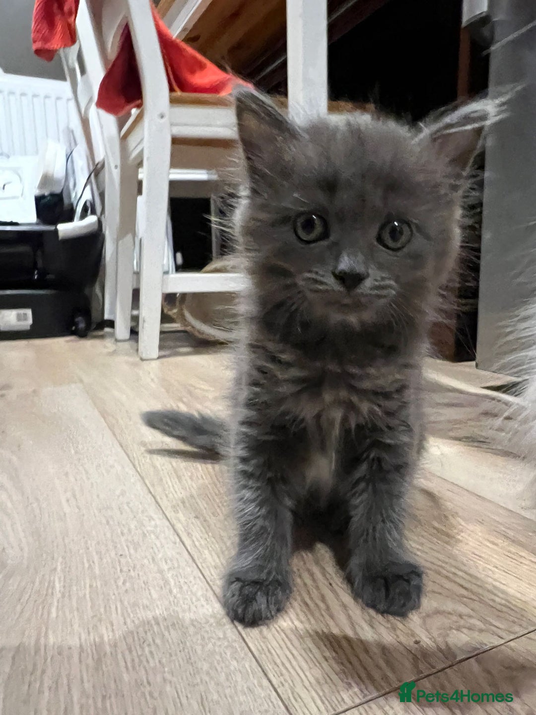 Mixed Breed cats for sale: 2 lovely Ragdoll mix kittens - Image 4