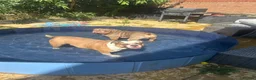 Olde English Bulldogge dogs for stud: “BIG REG” Lilac-Tri Olde English Bulldog stud  - Advert 9