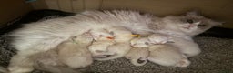 Ragdoll cats for sale: Genetically tested parents 6 Adorable Kittens  - Advert 2