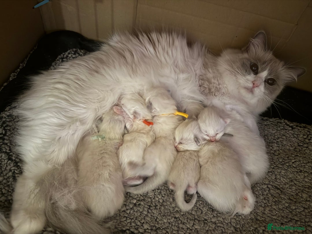 Ragdoll cats for sale: Genetically tested parents 6 Adorable Kittens  - Advert 2