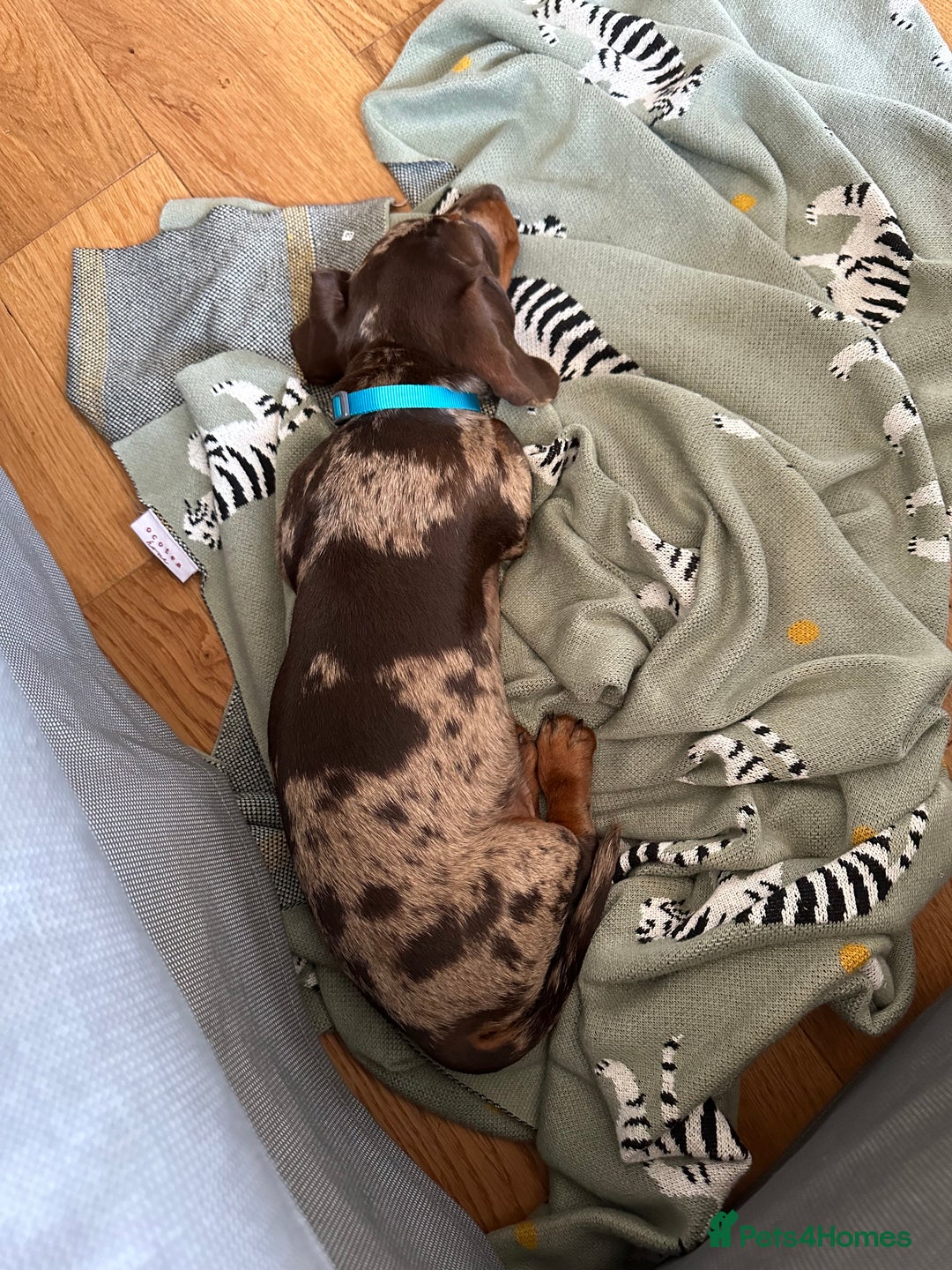 Miniature Dachshund dogs for sale: Otto  - Advert 26