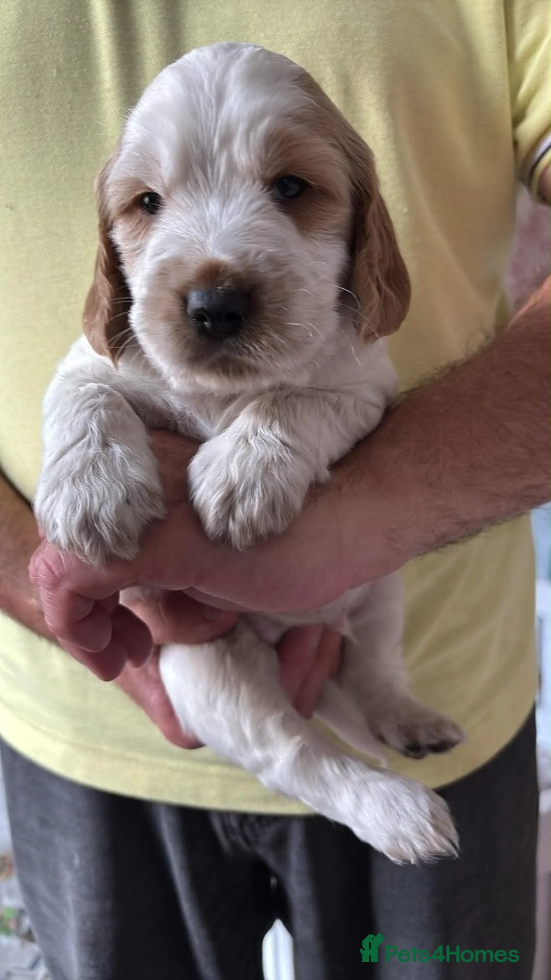 Cockapoo dogs for sale: Beautiful Cockerpoo Puppies.  - Advert 2