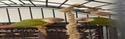 Conures birds for sale: Conure pair - Advert 4