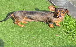 Dachshund dogs for sale: Miniature Dachshund  - Image 9