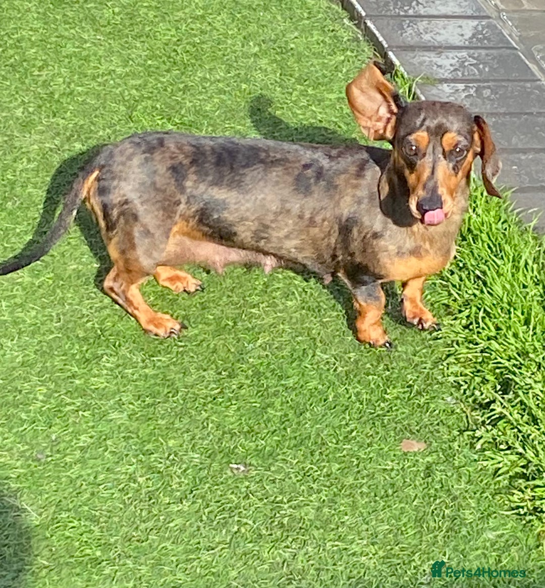 Dachshund dogs for sale: Miniature Dachshund  - Image 9