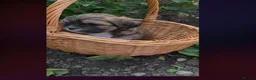 Lhasa Apso dogs for sale: Adorable Lhasa Apso puppies KC registered  - Advert 11