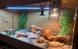Bearded Dragon reptiles for sale: Bearded dragon and vivarium  - Image 1