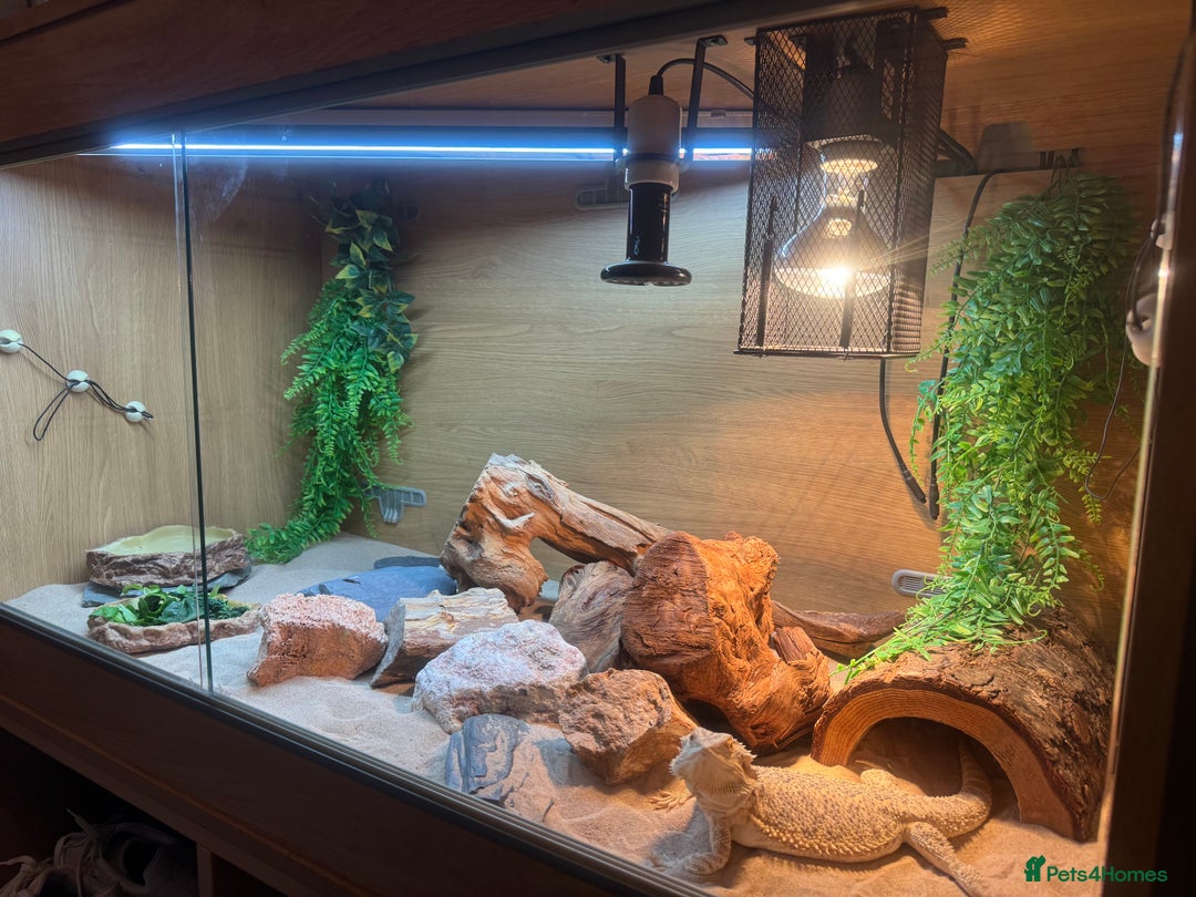 Bearded Dragon reptiles for sale: Bearded dragon and vivarium  - Image 1