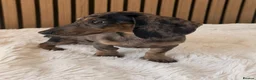 Miniature Dachshund dogs for sale: Female miniature dachshund for sale in Barnsley - Advert 1