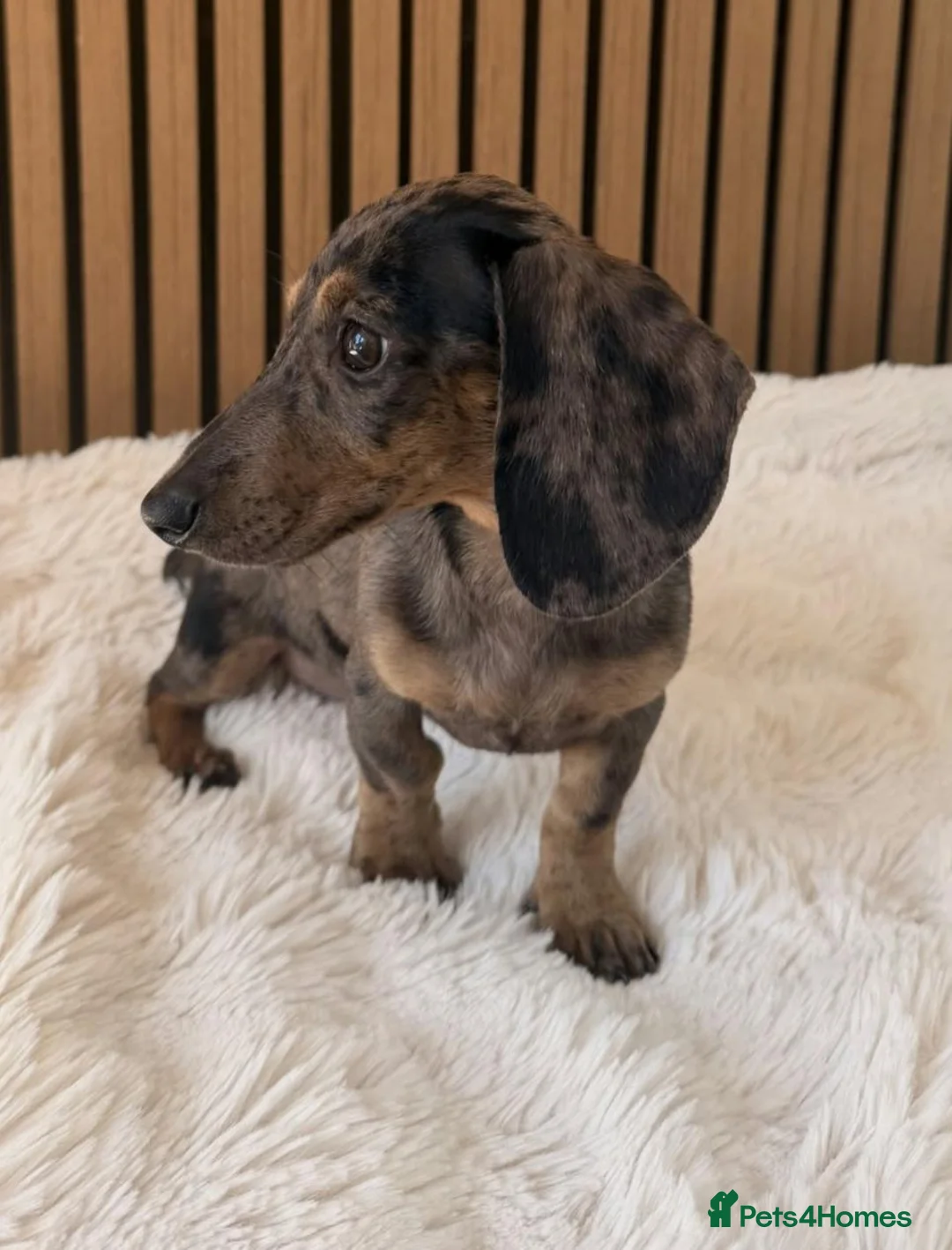 Miniature Dachshund dogs for sale: Female miniature dachshund for sale in Barnsley - Advert 1