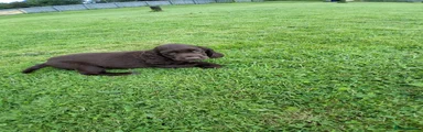 Cocker Spaniel 2 brown boy