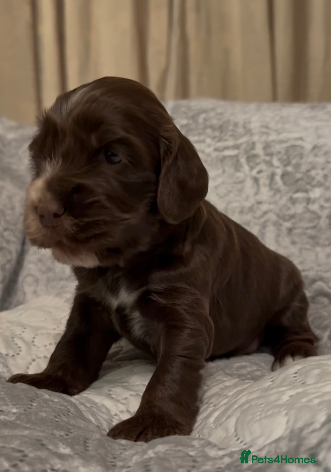 Cocker Spaniel dogs for sale: True to type Show Cocker Spaniels - KC reg parents - Advert 12