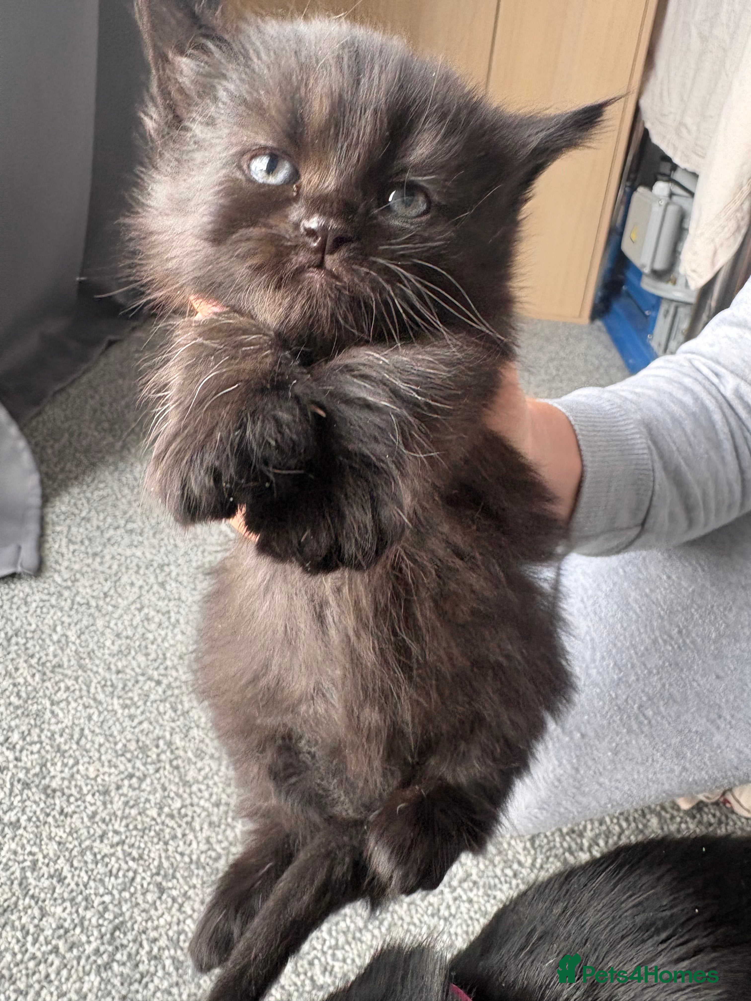 Persian cats for sale: Ash grey Persian kittens - Advert 14