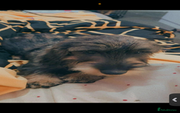 Dachshund dogs for sale: Male Wirehaired dachshund *PET ONLY HOME!!!  - Image 3