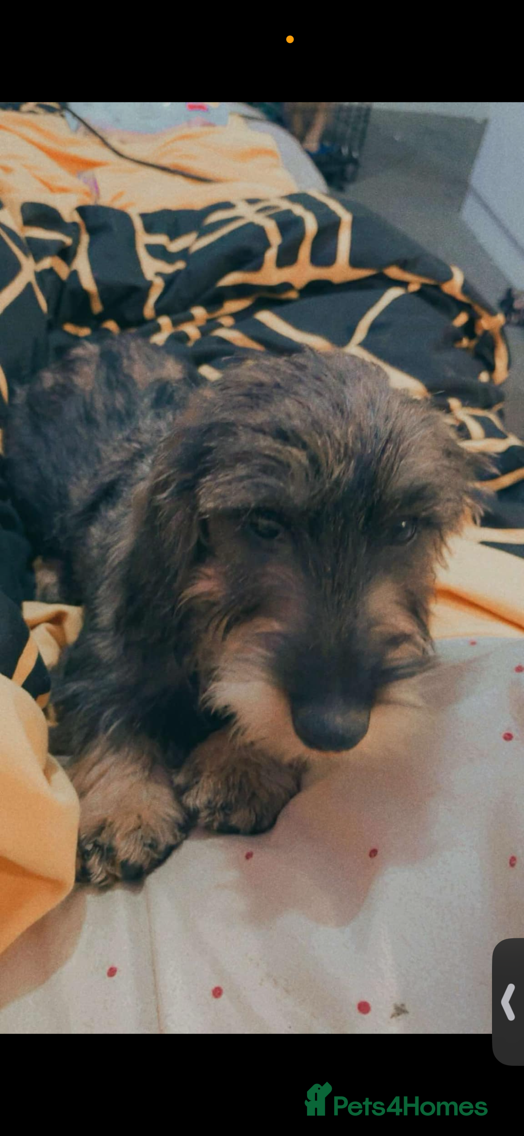 Dachshund dogs for sale: Male Wirehaired dachshund *PET ONLY HOME!!!  - Image 3
