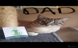 Bengal cats for sale: Beautiful half bengal kittens  - Image 40