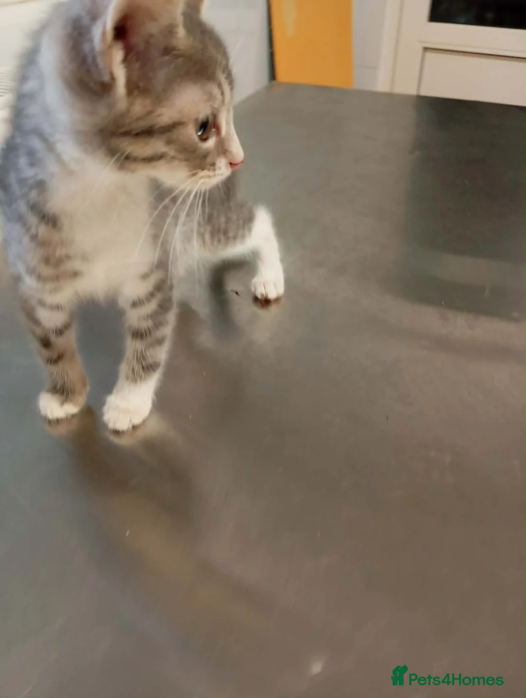 Mixed Breed cats for adoption: Muffin - deva Romania  - Advert 2