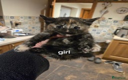 British Shorthair cats for sale: Beautifully marked kittens.  - Image 3