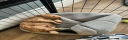 Cockapoo dogs for sale: Beautiful F2 Cockpoo in Sunderland - Advert 9