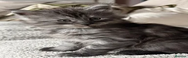 Maine Coon Kitten 2