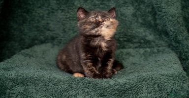 British Shorthair cats - Advert 8