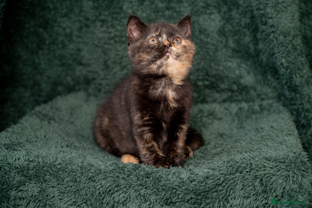 British Shorthair cats for sale: Ready this weekend, super cute BSH kittens - Image 17