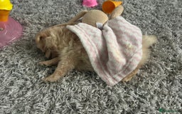 Pomeranian dogs for sale: Miss Mimi - Image 4