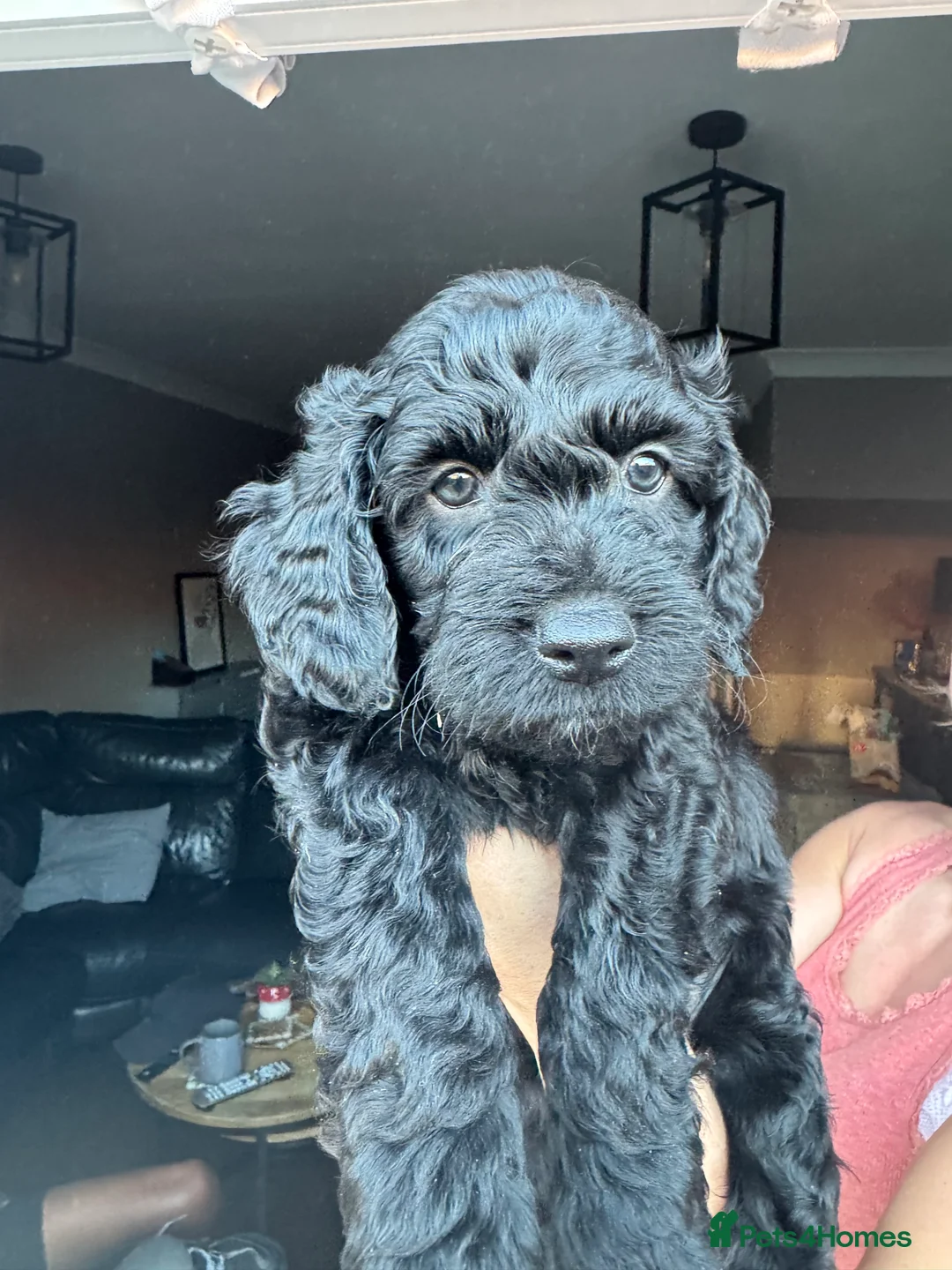 Cockapoo dogs for sale: 7 Gorgeous cockapoo Puppies  in Derby - Advert 18