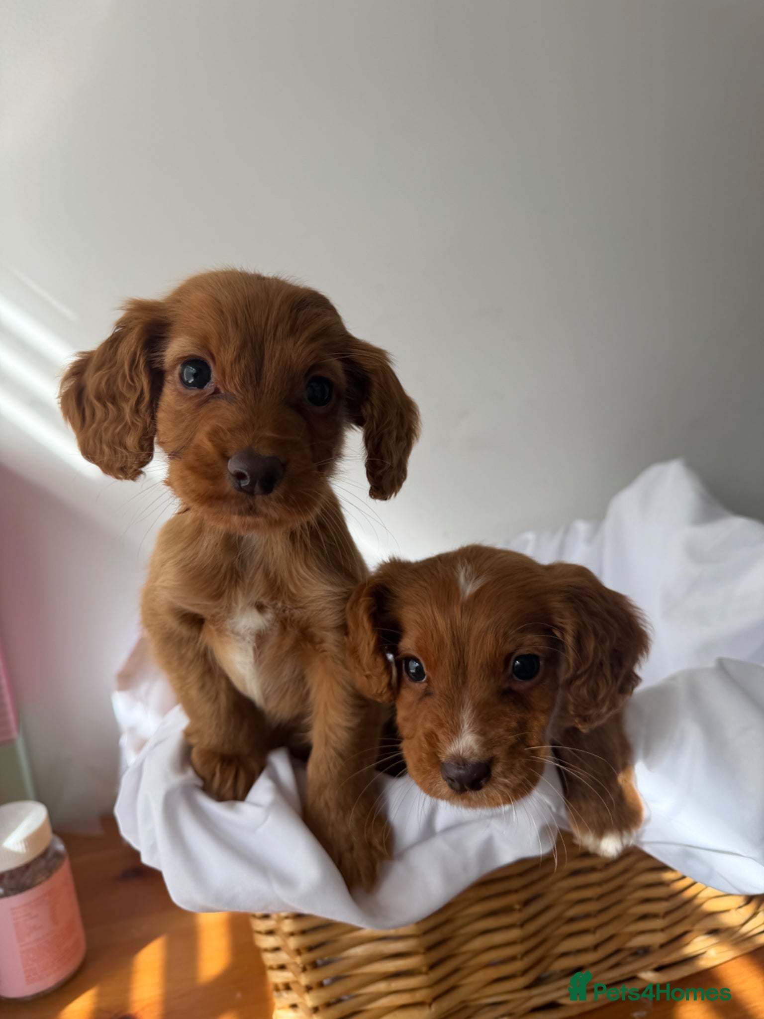 Cocker Spaniel dogs Beautiful working cocker spaniels  - Advert 1